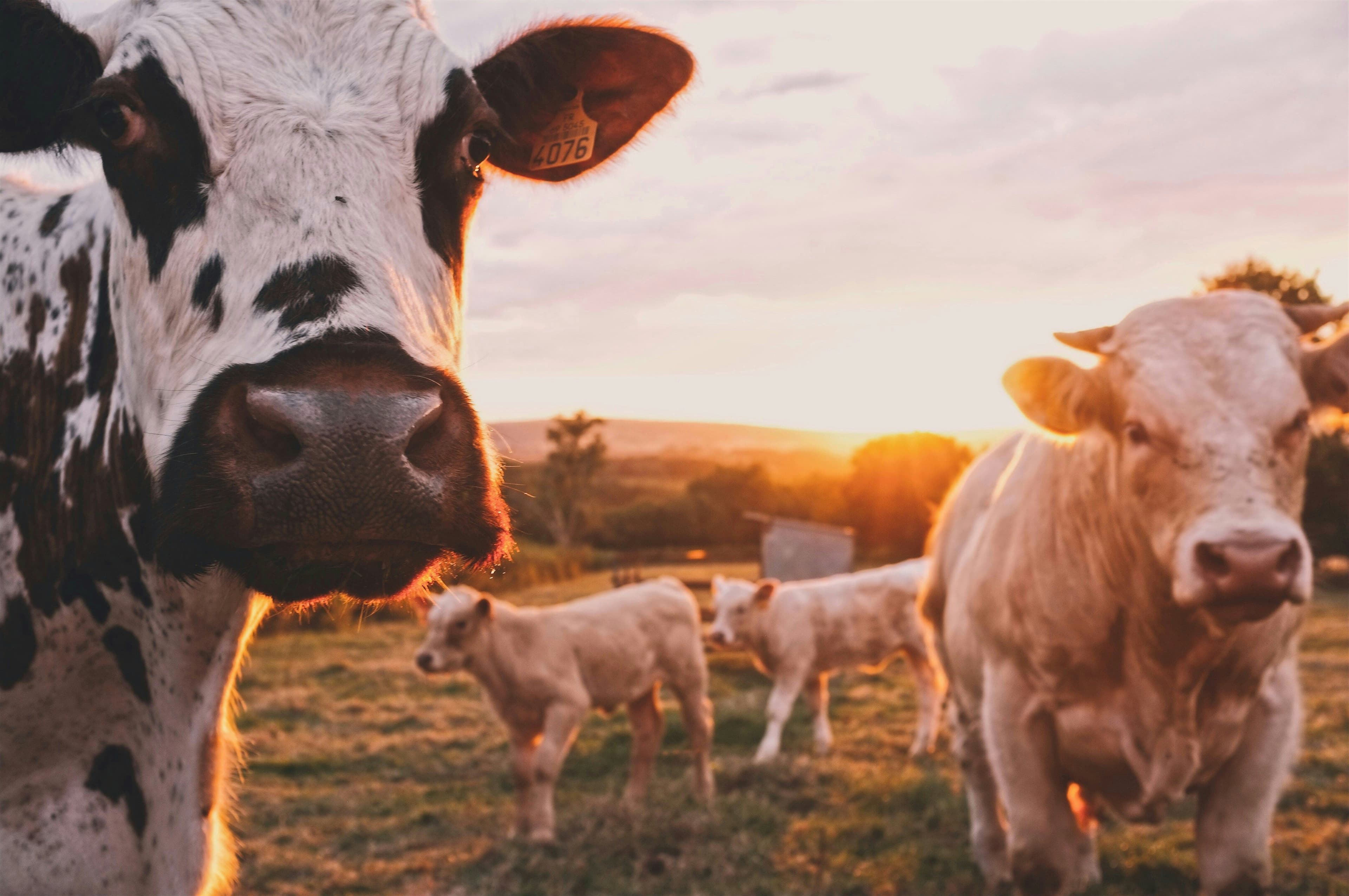 Digital Inclusion for Rural Development